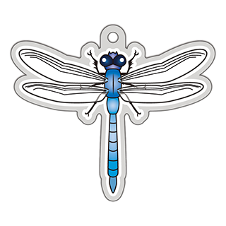 シオカラトンボ